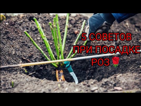 Видео: 5 СОВЕТОВ ПРИ ПОСАДКЕ РОЗ