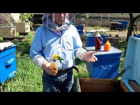 Видео: ПАСЕКА.ПЧЕЛОВОДСТВО. Обработка чистотелом.