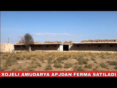 Видео: ХОЖЕЛИ АМУДАРЬЯ АПЖДАН ФЕРМА САТЫЛАДЫ.