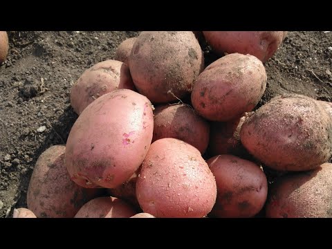 Видео: Копаем картофель новые сорта Легенда и Аляска , день второй.