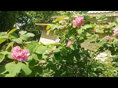 Видео: Наша 31 сотка 🥰 Продолжаю убирать участок...Навожу уют в доме...Занимаюсь пересадкой...