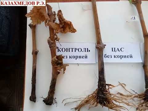 Видео: Проблема филлоксеры решена: Часть 2. Демонстрация результатов лабораторного опыта.