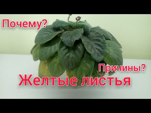 Видео: Почему желтеют литься у фиалки? Основные причины и способы устранить