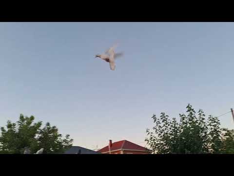 Видео: Бакинские голуби на полигоне.  Остаются в ночь и возвращаются. 25 г август