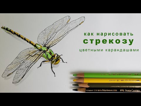 Видео: как нарисовать стрекозу поэтапно как нарисовать стрекозу цветными карандашами how to draw dragonfly