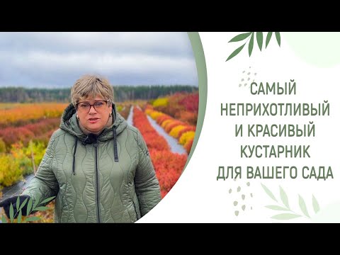 Видео: НОВИНКИ 2024 СПИРЕЯ | КРАСИВЫЙ И НЕПРИХОТЛИВЫЙ КУСТАРНИК ДЛЯ ВАШЕГО САДА