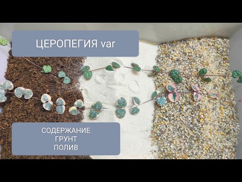Видео: 🟣🟢⚪ГРУНТ для ЦЕРОПЕГИЯ. СОДЕРЖАНИЕ и ЧЕРЕНКОВАНИЕ.