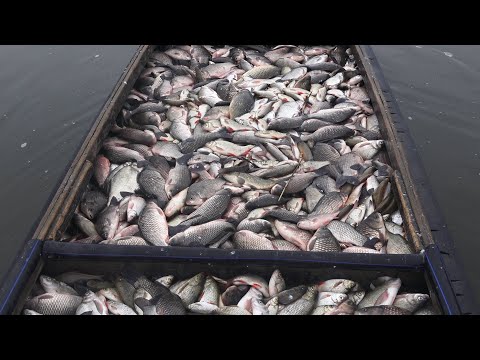 Видео: РЫБАЦКАЯ ЖИЗНЬ. ЛОДКА ТРЕЩИТ ПО ШВАМ ОТ РЫБЫ. НАЧАЛО ПРОМЫСЛА