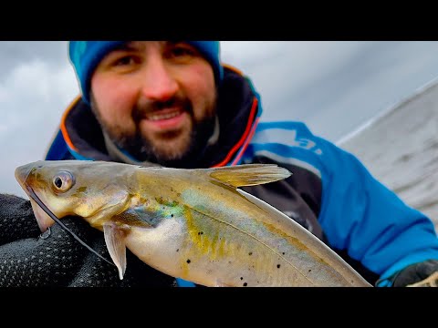 Видео: Канадские СОМЫ Тверской области / Как ловить? Зимняя рыбалка на фидер