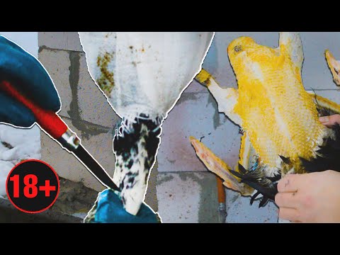 Видео: Забой  и ощип Мускусных уток. Простой способ. Сроки забоя - ПЕНЬКОВ не будет