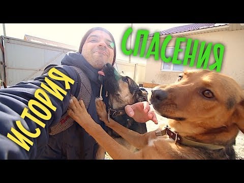 Видео: Спасают тех, от кого все отказываются и бегут. Чумка не приговор.