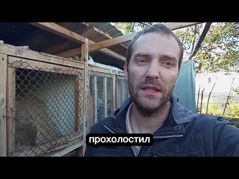 Видео: Белку унёс миксоматоз 