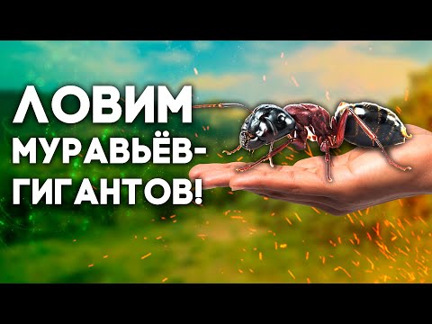 Видео: НАШЛИ МАТОК МУРАВЬЁВ-ГИГАНТОВ! В ПОИСКАХ МАТОК ОХОТА ЗА ВАГУСАМИ! Camponotus vagus \\ Димон и пумба