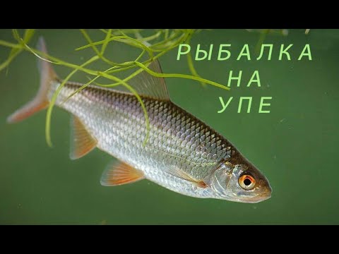 Видео: Рыбалка 03.04.2020 река Упа Тульская область рыб БАСТУЕТ ,но не весь.