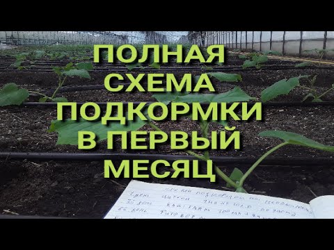 Видео: Полная Схема подкормки огурца на Первый месяц #землядел #garden