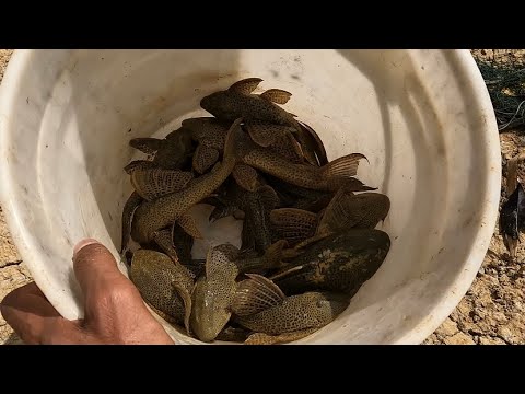 Видео: Ловля сома-мамы ​​теты (бронированного сома) в Тринидаде🇹🇹Поймай, почисти и приготовь‼️🇹🇹💯