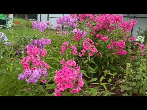 Видео: 9 августа 2025 в саду