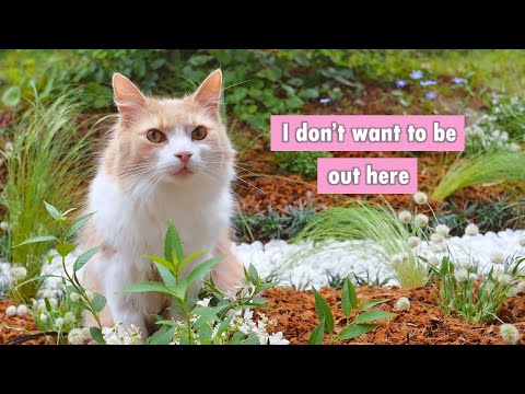 Видео: Покупки ко дню рождения мужа и новому саду!