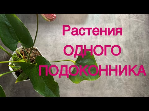 Видео: Растения в МАЛОГАБАРИТНОЙ КВАРТИРЕ | декор для студий и однушек