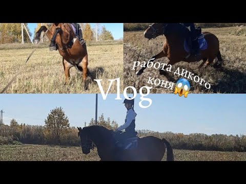 Видео: РАБОТАЕМ С ДИКИМ КОНЁМ😱 ЧУТЬ НЕ УПАЛА?😲