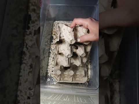 Видео: Аргентинский таракан как кормовой объект. содержание и разведение.