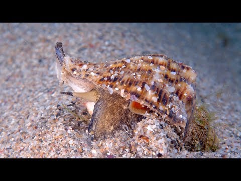Видео: Рапаны. Ловля и приготовление