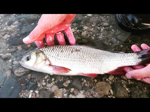 Видео: РЫБАЛКА НА ПИКЕР УДИВИЛА! Закинул и сразу завалил ЯЗЯ!