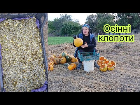Видео: Вибираю насіння гарбуза — справа клопітка, але потрібна.
