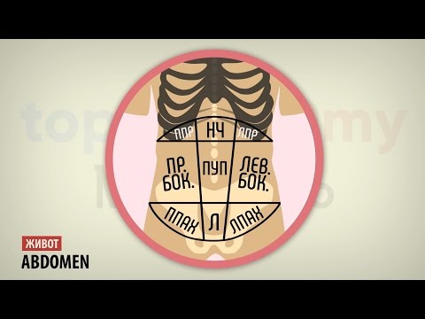 Видео: Мышцы живота и паховый канал
