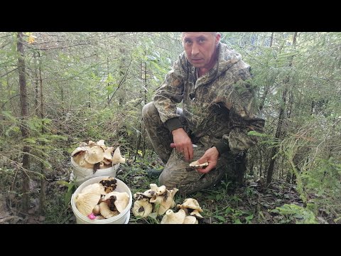 Видео: За час 4 ведра ГРУЗДЕЙ. 9 августа