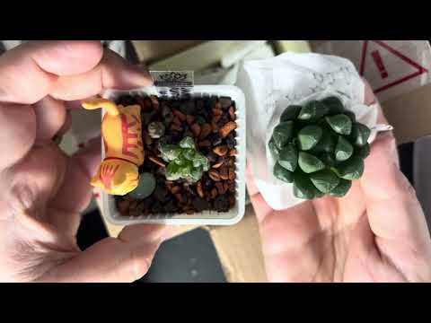 Видео: #новиночки_ноября