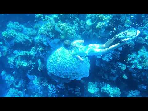 Видео: Коралловые рифы Хургады: Отель с рифом. Погружение в Подводный мир Красного моря! Jaz Coraya Обзор.