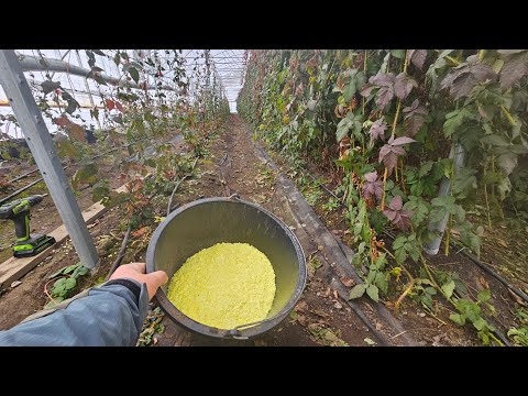 Видео: Профилактика от паутинного клеща на ежевике и малине.