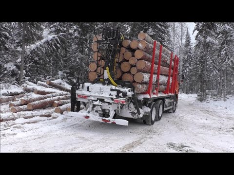 Видео: Лесосека. Постройка съезда. Вывозка леса. Фотоловушки.