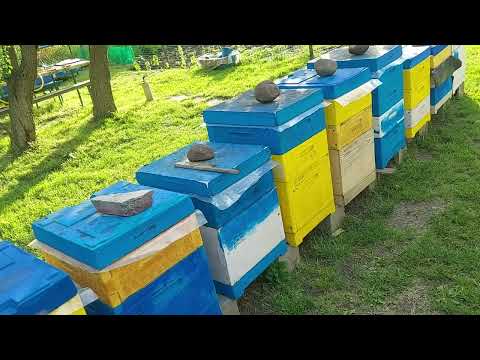 Видео: Невеличка прогулка по матковивідній пасіці