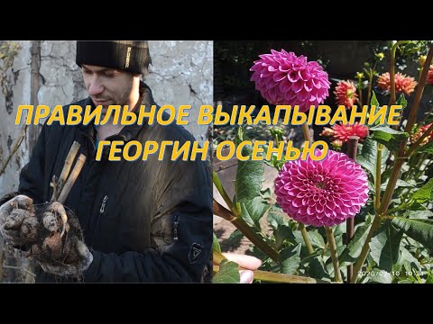Видео: выкапывание георгин осенью