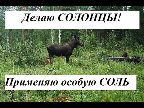 Видео: Делаю солонцы! Применяю особую соль..