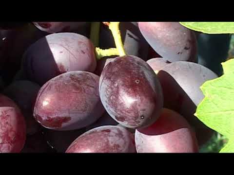 Видео: Виноград В.Калугина часть 1