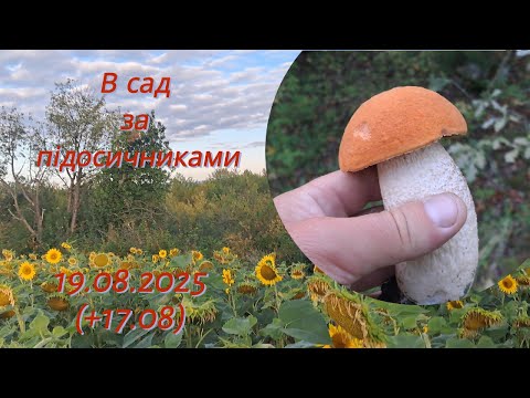 Видео: В сад по підосичники ч.2