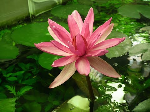 Видео: Зачем нужен второй фильтр .Информация за фильтры . Разъяснения.