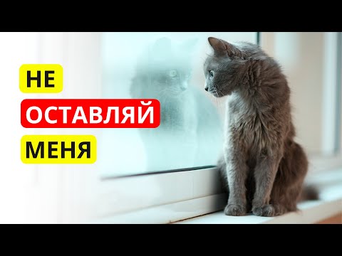 Видео: Как долго КОШКУ можно ОСТАВЛЯТЬ ОДНУ дома? Важные рекомендации для хозяев!