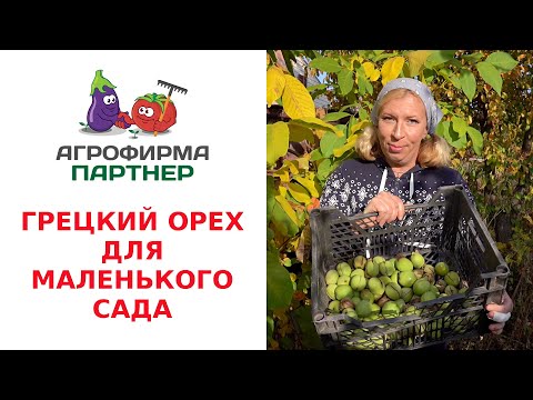 Видео: ГРЕЦКИЙ ОРЕХ ДЛЯ МАЛЕНЬКОГО САДА