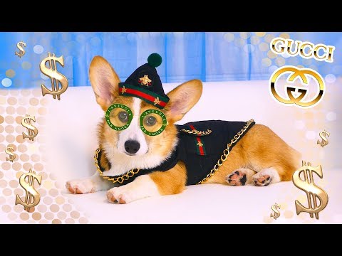 Видео: ОДЕЖДА ГУЧЧИ ДЛЯ СОБАКИ 😱 СДЕЛАЛА  GUCCI на 1 000 000 КАК ИЗ МАГАЗИНА | КОРОЛЕВСКИЙ КОРГИ
