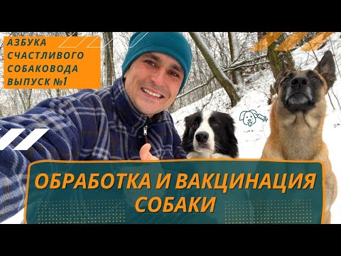 Видео: Обработка и вакцинация собаки. Азбука счастливого собаковода