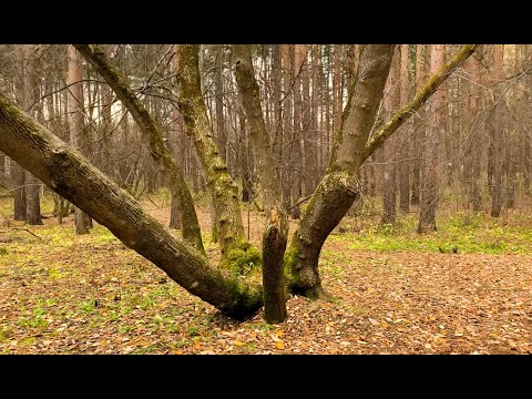 Видео: Октябрь. Снега еще нет, а лыжники уже есть.   20.10.24