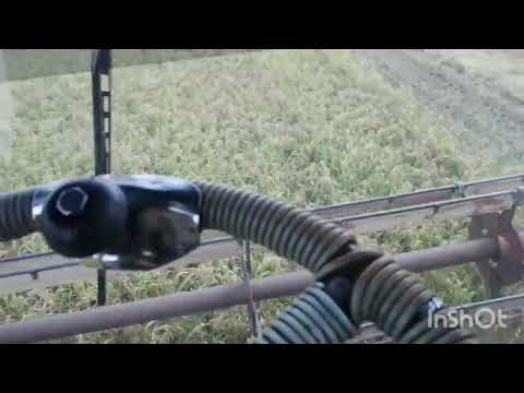 Видео: 20.08.23 Просо🌾 ''Біла альтанка'',✖️косимо на пряму.😯