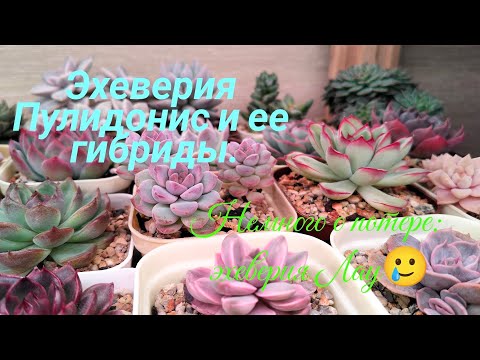 Видео: Эхеверия Пулидонис и ее гибриды. Неожиданная потеря: эхеверия Лау сгнила.