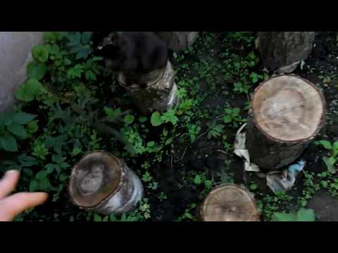 Видео: вешенка на пеньках, РЕЗУЛЬТАТ НАШ!!! через 2 месяца