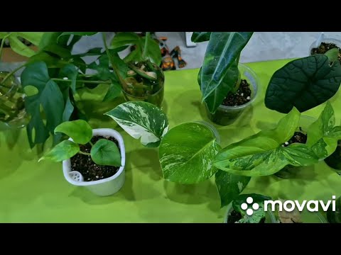 Видео: КОМНАТНЫЕ РАСТЕНИЯ(ЦВЕТЫ).ЦВЕТОЧНЫЕ ДЕЛА.