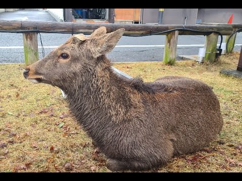 Видео: Нара, город оленей   часть 1